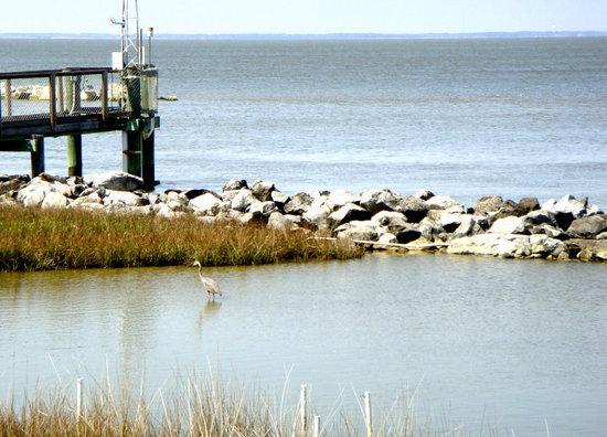 Dauphin Island Sea Lab Estuarium