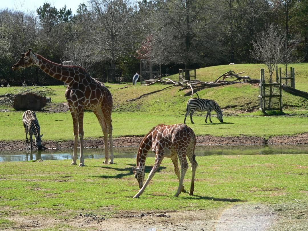 Montgomery Zoo & Mann Wildlife Learning Museum