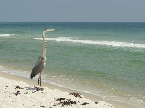 Alabama Coastal Birding Trail