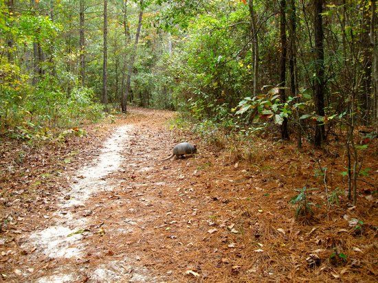 Louise Kreher Forest Ecology Preserve